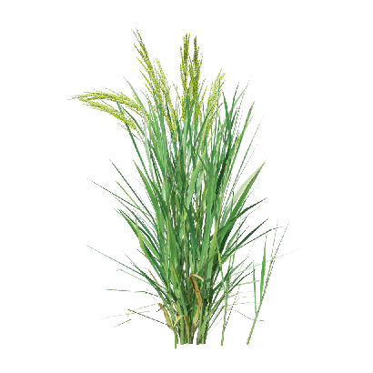 Crops Oryza sativa 06