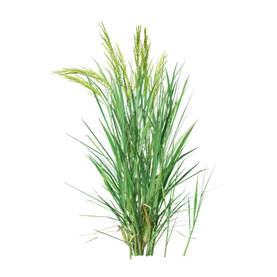 Oryza sativa 06
