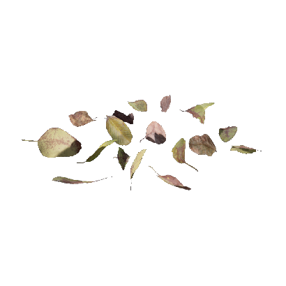 Other Plants Foliage 04 