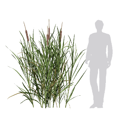 Grass Typha latifolia 02