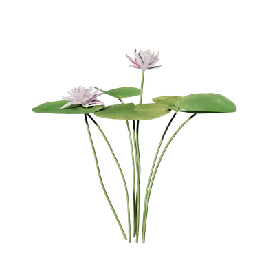 Nymphaea tetragona 02