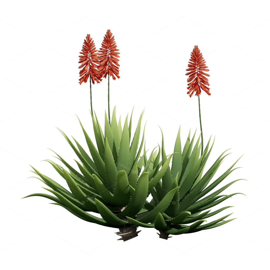 Xerophyte Plants 3D Models