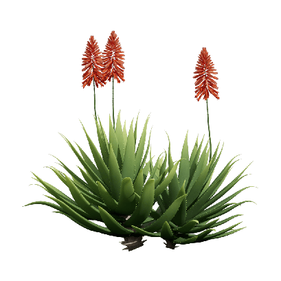 Xerophytes Aloe Vera 03