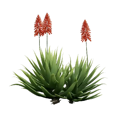 Aloe Vera 03