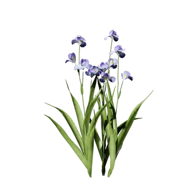 Iris tectorum 03