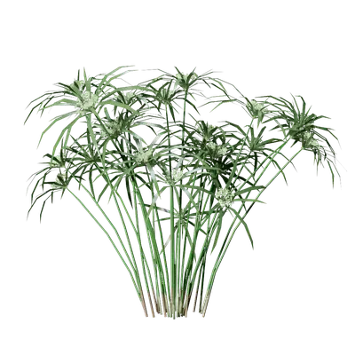 Cyperus alternifolius 05