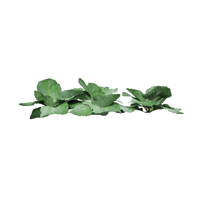 Crops Brassica oleracea 04