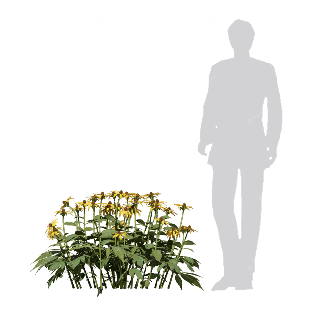 Flowers 3D Models