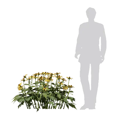 Rudbeckia laciniata Herbstsonne 04 3d model