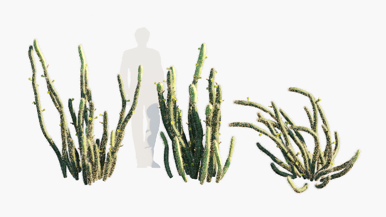 Modern Xerophytes