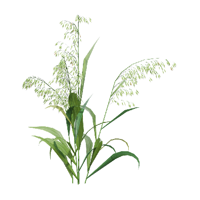 Crops Avena sativa 04