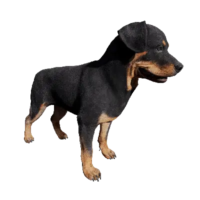 Dog 03 idle 2 3d model