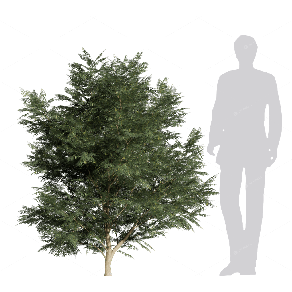 Trees 3D Models
