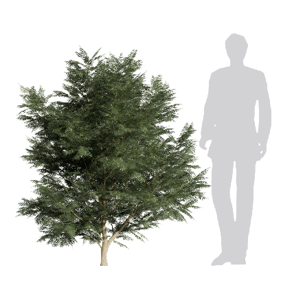 Coniferous Tree Taxus chinensis 01