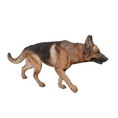 Dog 02 Walk 3d model