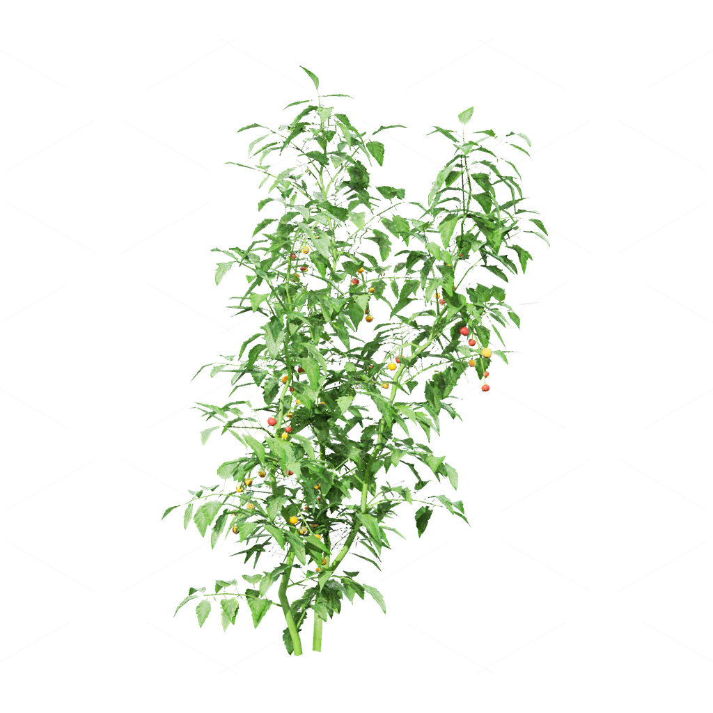 Crops 3D Models