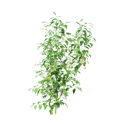 Crops Solanum lycopersicum 07