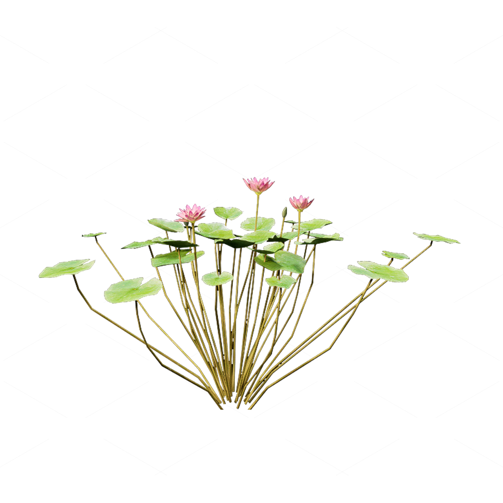 Aquatic Plants 3D Models