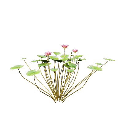 Aquatic Plants Nymphaea Violet 02