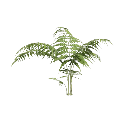 Woodwardia japonica 03