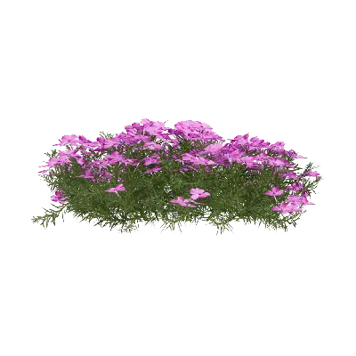 Phlox subulata 13