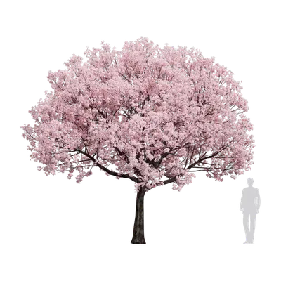 Armenian plum 02 3d model