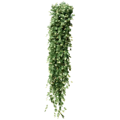 Winter Jasmine 3d model