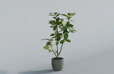 Potted Ficus Plant 3d model