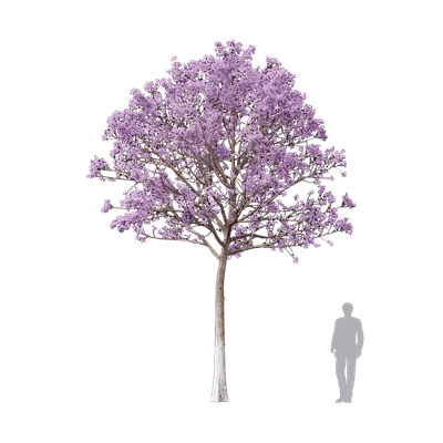 Paulownia elongata  3d model