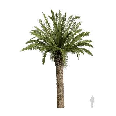 Phoenix canariensis 06 3d model