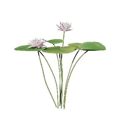 Nymphaea tetragona 02 3d model
