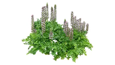 Flower & Grass Combination