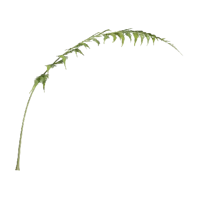 Woodwardia japonica 01