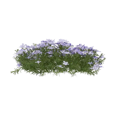 Phlox subulata 04