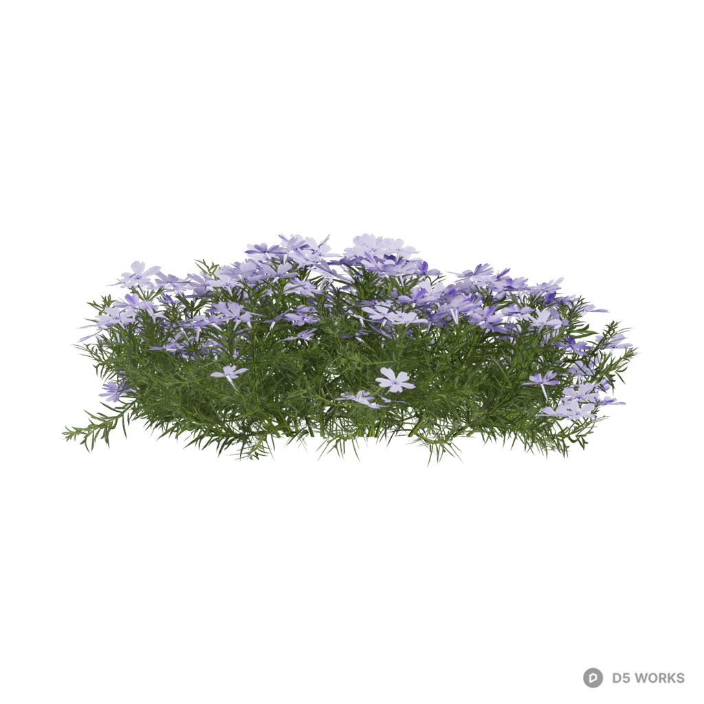 Phlox subulata 04 3d model - Image 1