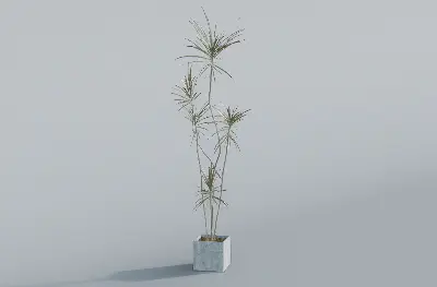Minimalist Potted Plant 3d model