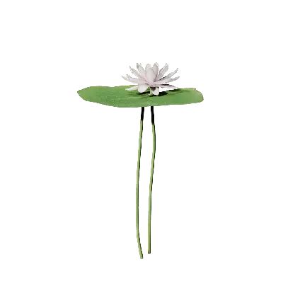 Nymphaea tetragona 01 3d model