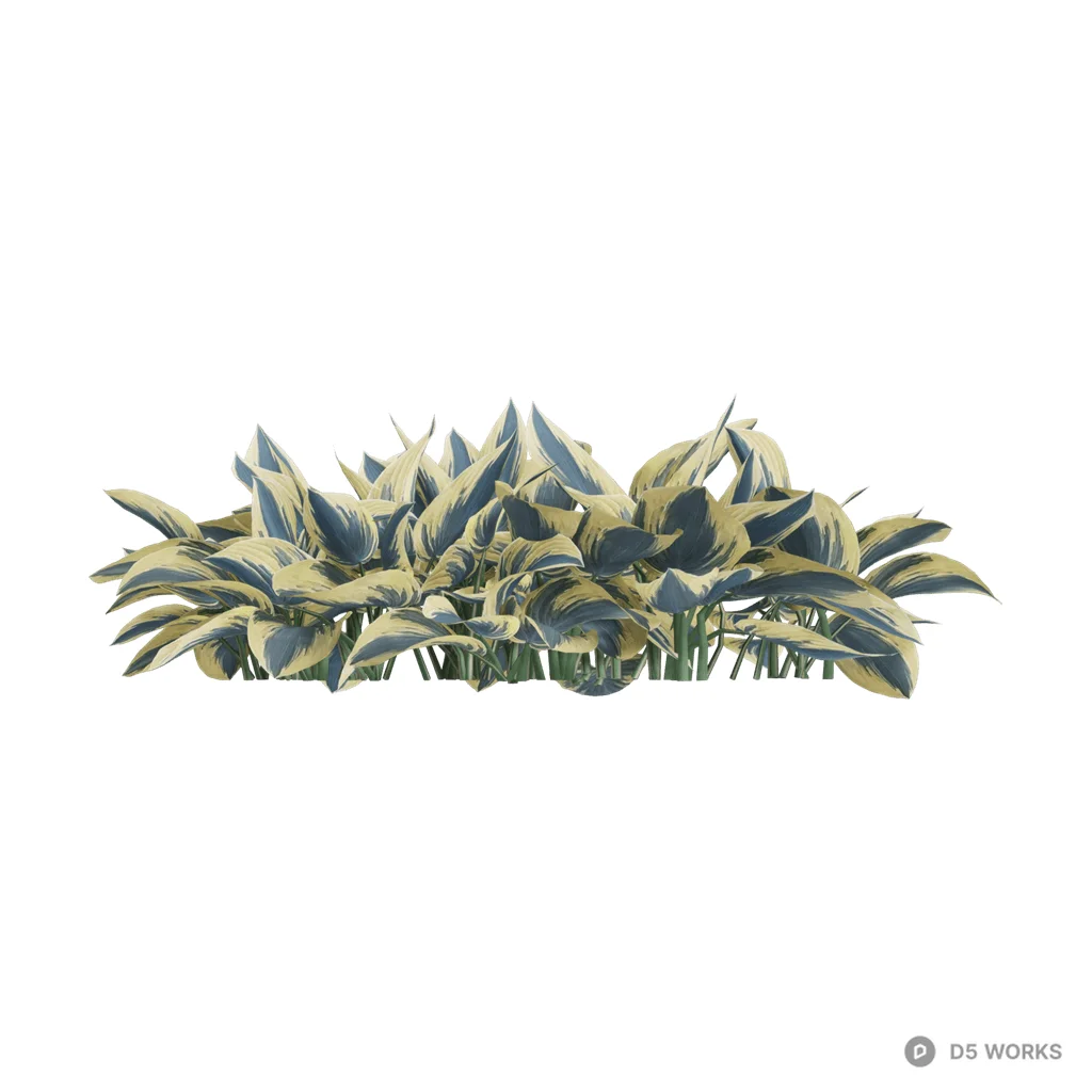 Hosta plantaginea 53 3d model - Image 1