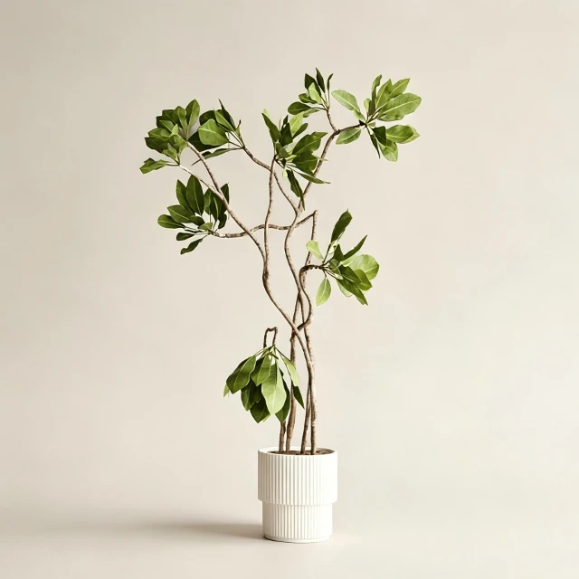 Potted Pachira Aquatica Money Tree in Fluted Ceramic Planter 3d model