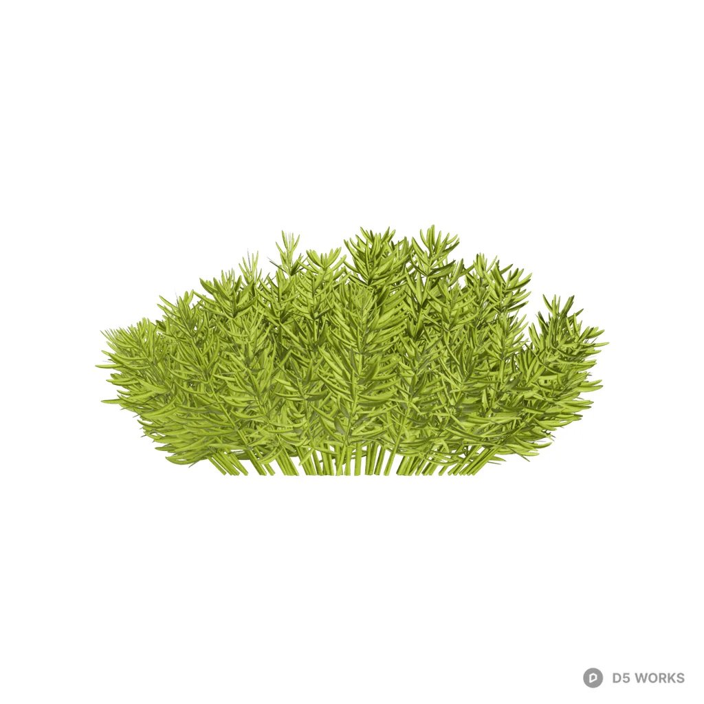 Sedum lineare 08 3d model - Image 1