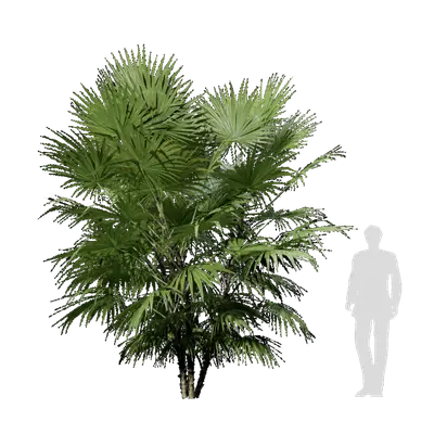 Rhapis robusta burret 03 3d model