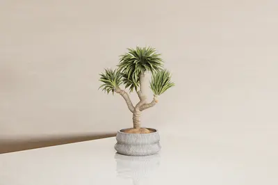 Potted Plant