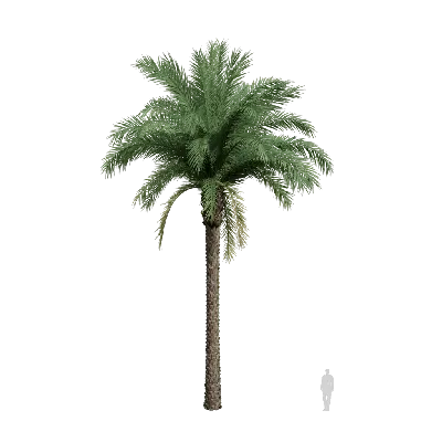 Phoenix sylvestris 03 3d model