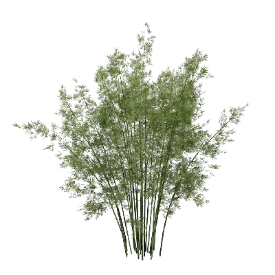 Low poly Bambusoideae 03 3d model