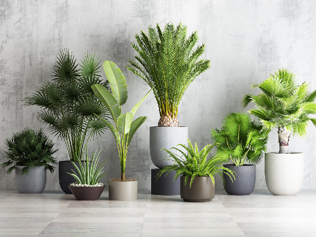 Modern Potted Plant