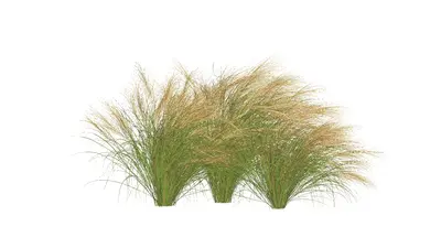 Grass 3d model