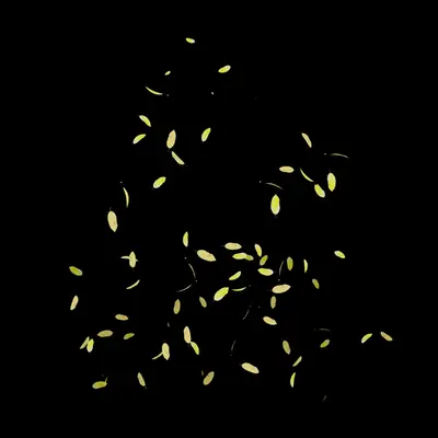 Leaves01 3d model