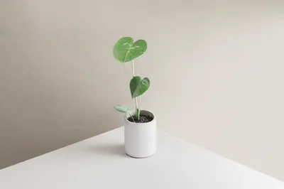 Minimalist Potted Heartleaf Philodendron 3d model