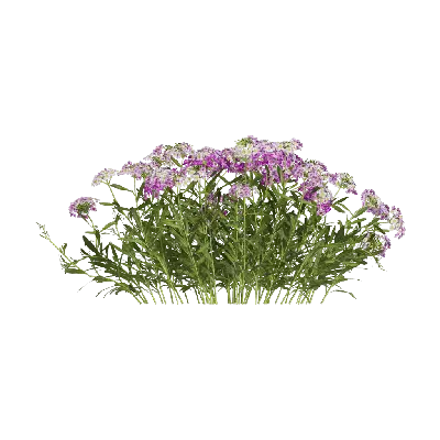 Lobularia maritima 01