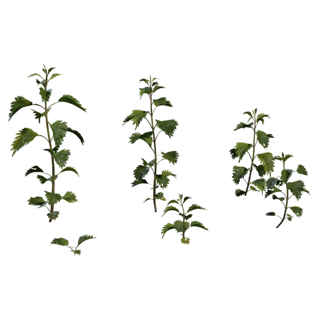 Realistic Common Nettle Wild Plant Set 3d model